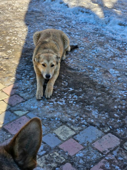 Собака, умная  дворняга