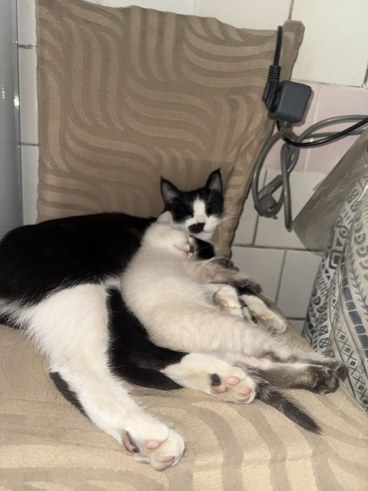 Отдаём котёнка в добрые руки