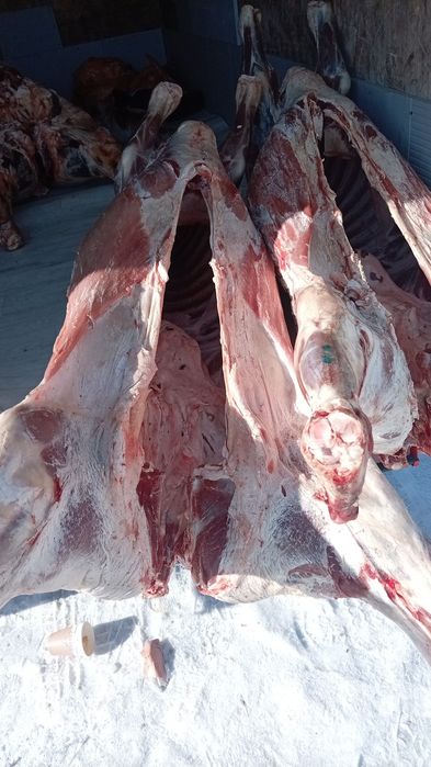 Семіз тайнша қашар