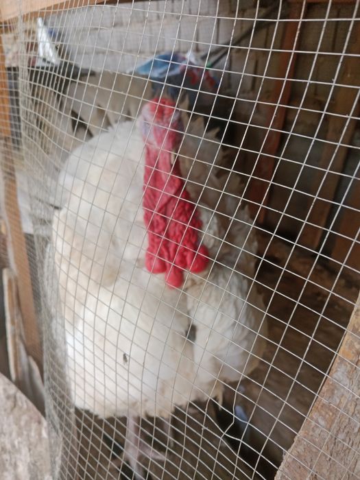 Tabiiy yem bilan boqilgan big6 kurkasi sotiladi