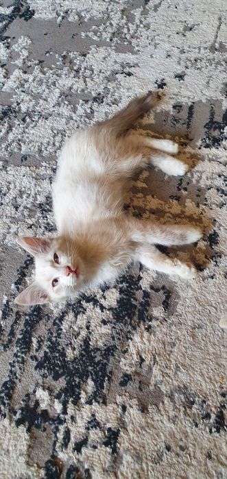 Mushuk bolalari sotiladi