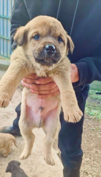 Отдам щенков в добрые руки