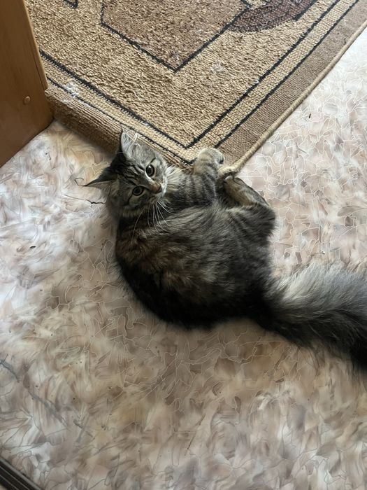 Отдам в зорошие руки