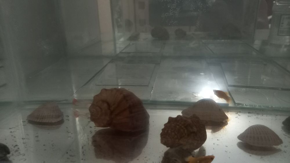 Аквариум аквариум