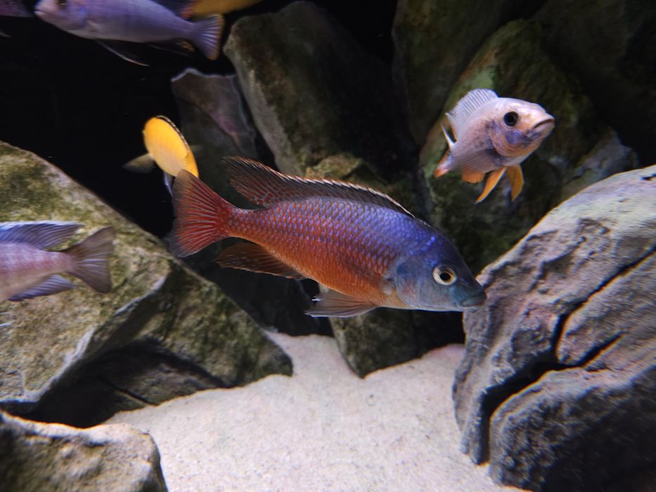 Ciclide africane (pui și juvenili)