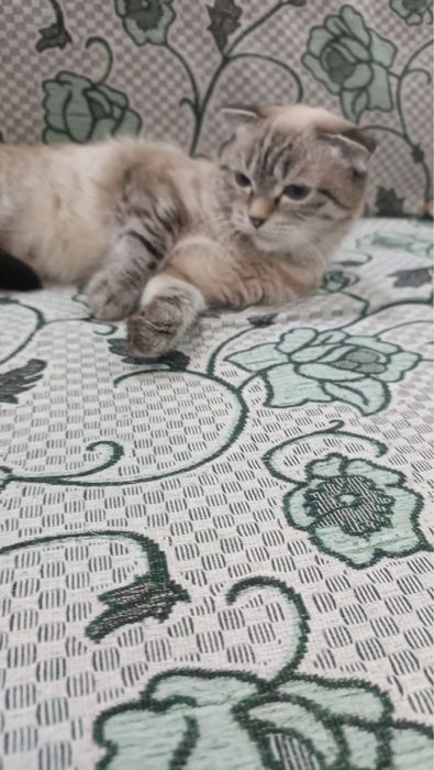 Кошка в добрые руки