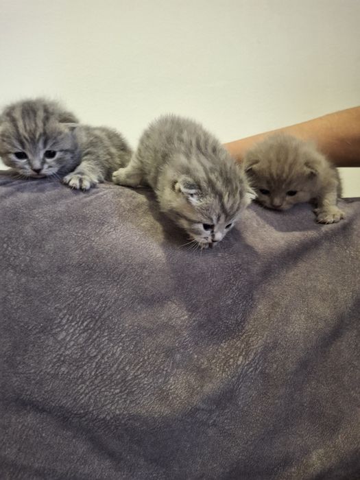 Продам вислоухих шотландских котят
