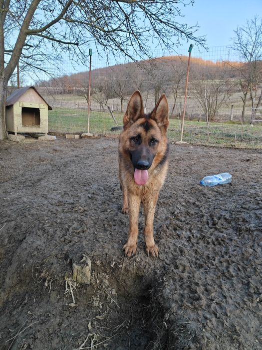 Mascul Ciobanesc german