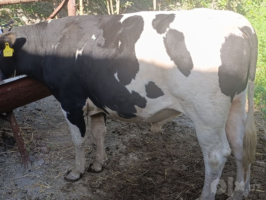 Gibrid buqa sotiladi
