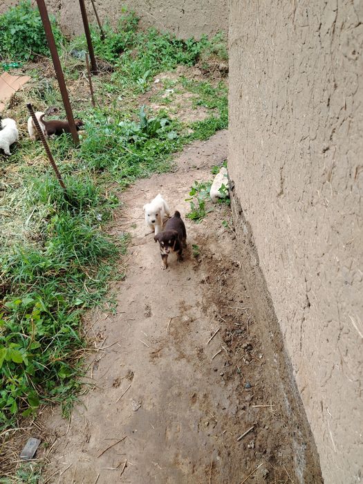 Щенки дарю кому надо