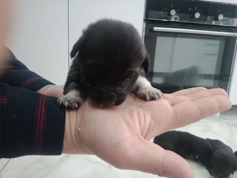 Отдам щенят в добрые руки