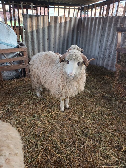 Vând berbecuți crescuți natural
