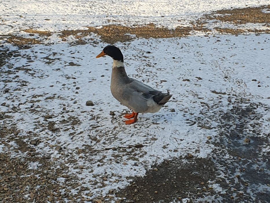 Rață de vânzare 7 bucați