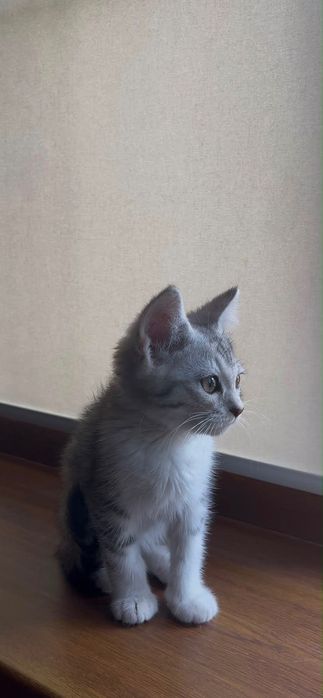 Кошка шотландская
