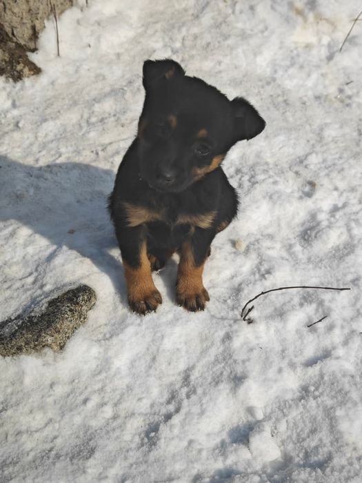 Брошенные щенята ищут родителей