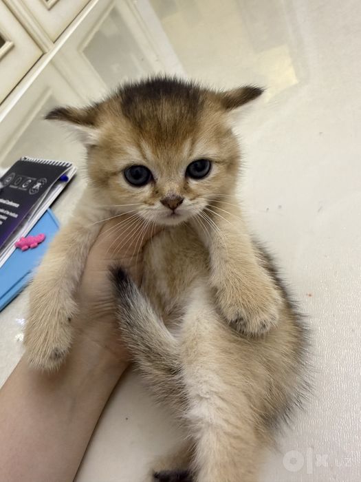 Продаются котята породы Голден Шиншилла и Шотландская