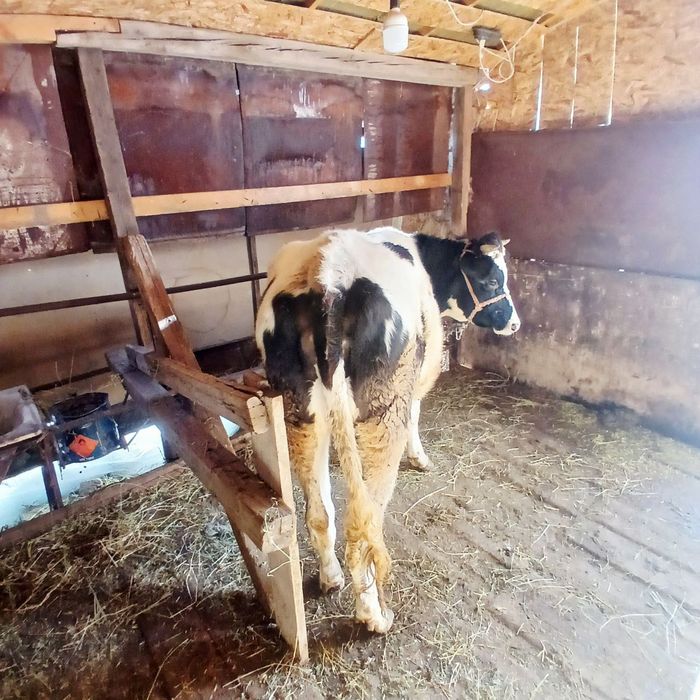 Сигир сотилади, гольштейн зотли