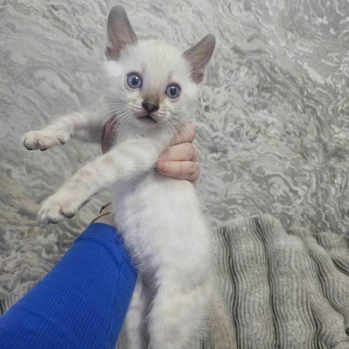 Бенгальские котята в наличии девочки и мальчики .