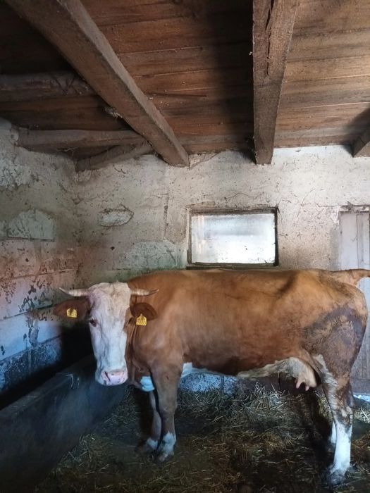 Vând vacă Bălțată Românească