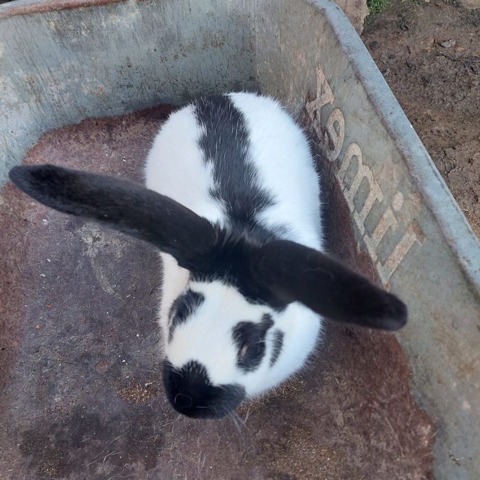 Vând iepuri de rasă uriaș german și fluture german