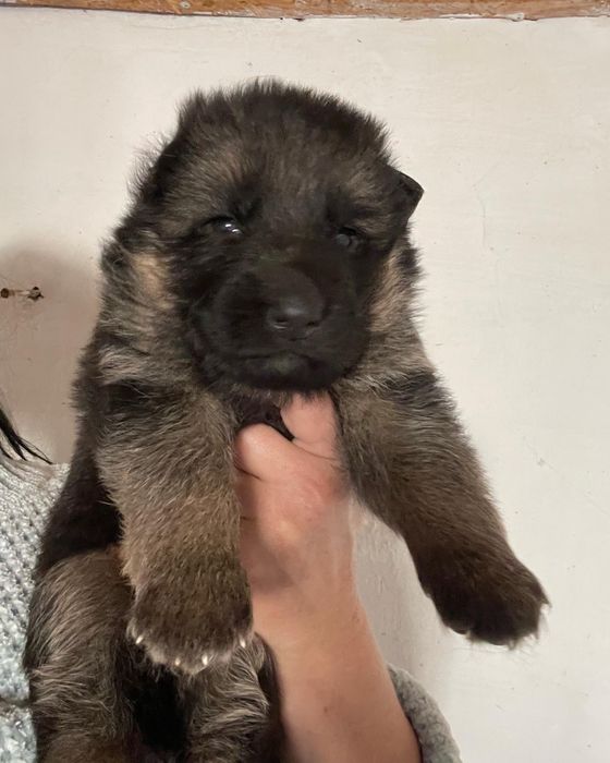 Щенки немецкой овчарки