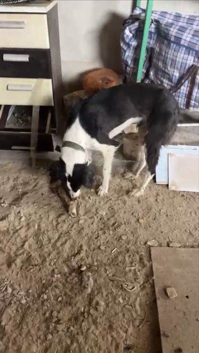 Қазақы тазы сатылады