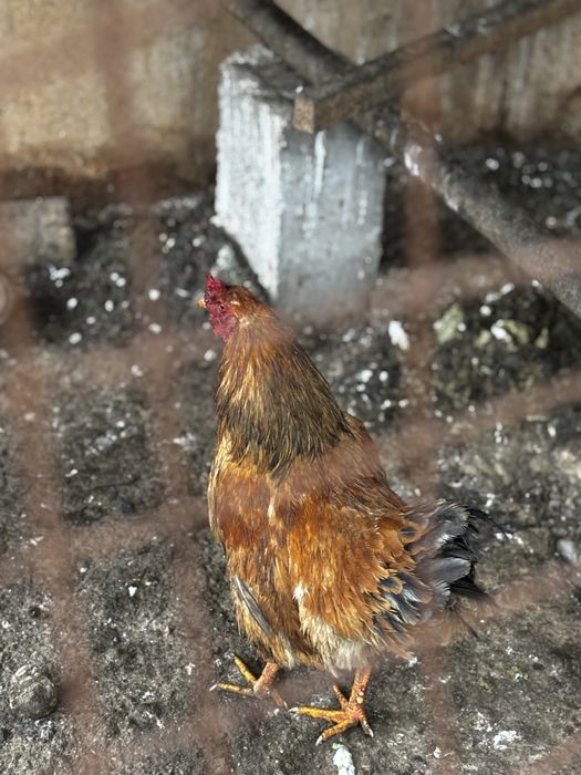 Петух кораз сатылады