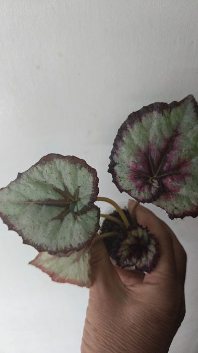 Каталог бегоний Петропавловск