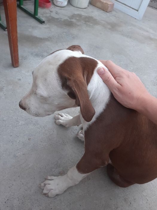 Продам щенка питбуль девочка