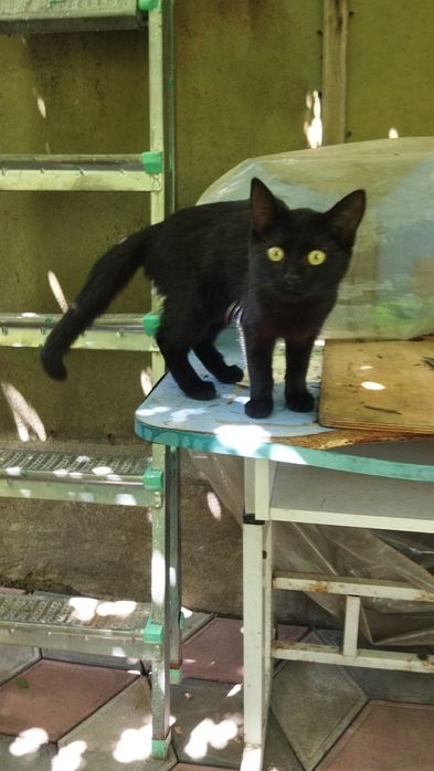 Котейка, девочка  крысоловка