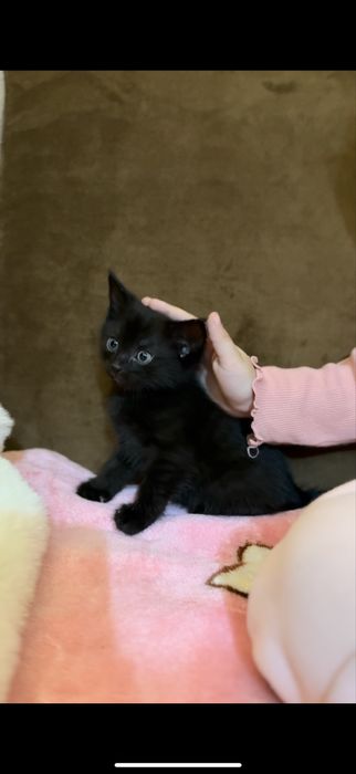 Котёнок маленький