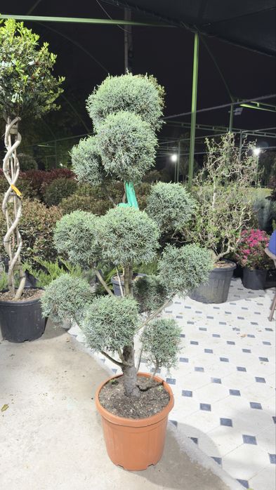 Italiya ko’chatlari  Magnolia Archa