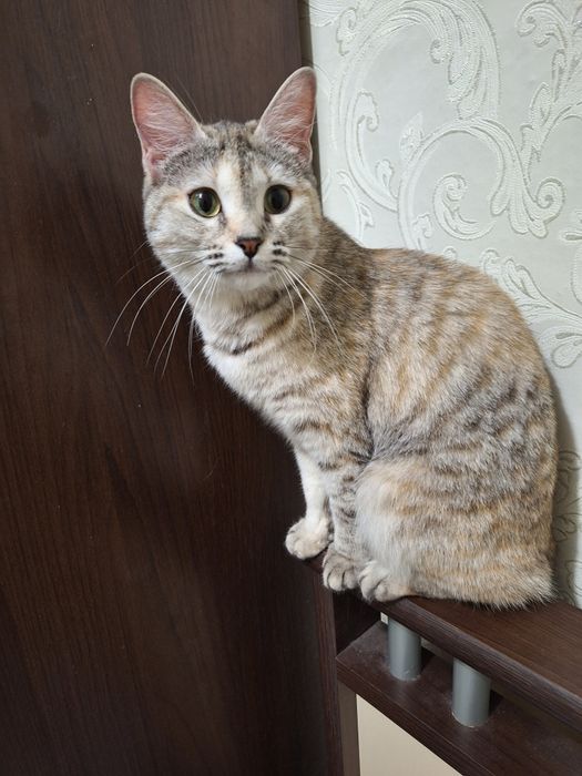 Красавица Симочка .Стерелизована