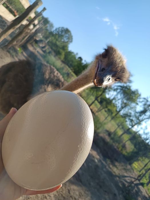 Ouă de struț proaspete din gospodăria proprie, Bărboi, Dolj