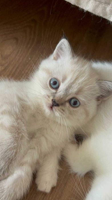 Британско Късокосместо Коте различни цветове СЕЛЕКТИРАНИ от ЛИЦЕНЗИРАН РАЗВЪДНИК