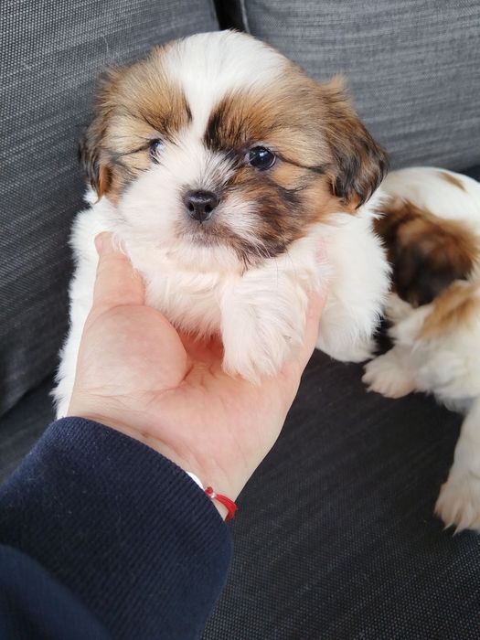 Ши тцу момченца и момиченца