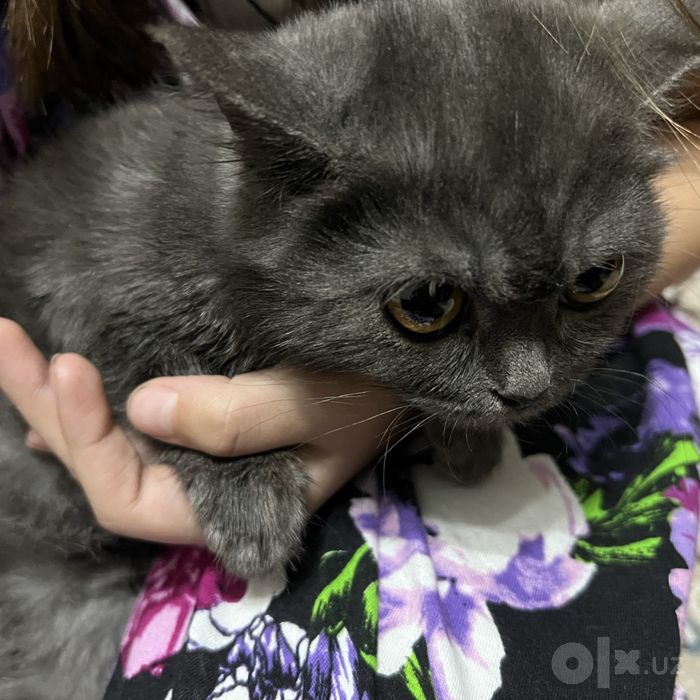 Скоттиш страйт мальчик