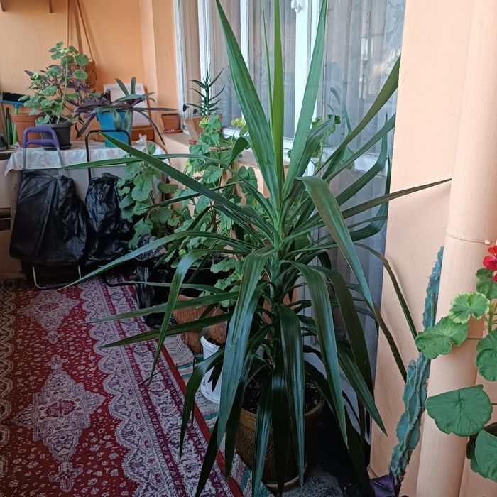 Продавам саксийно цвете Юка