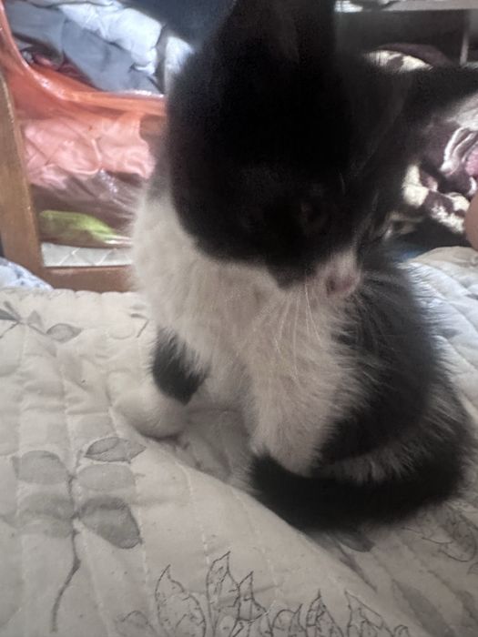 Отдадим котят в добрые руки