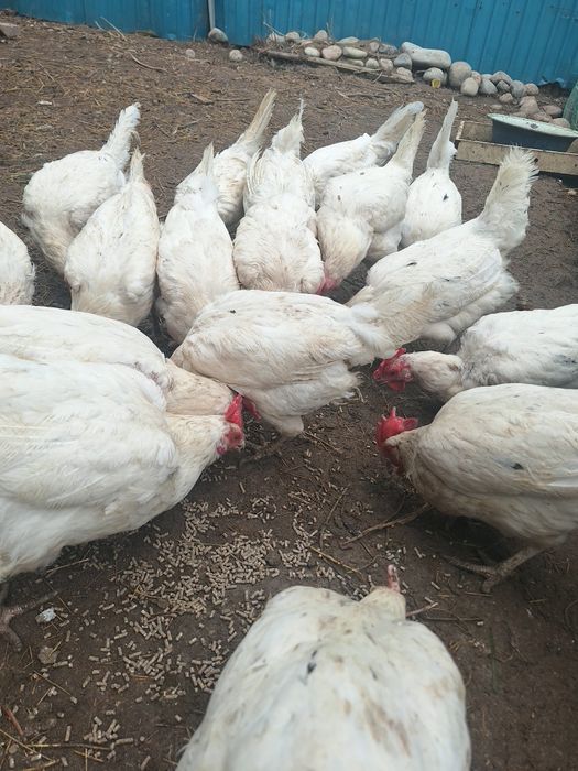 Курочки несушки срочно