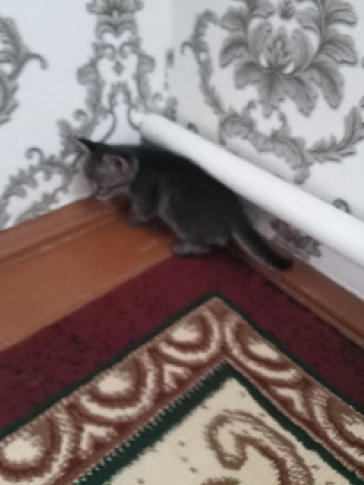 Котята мальчики полосатые шустрые