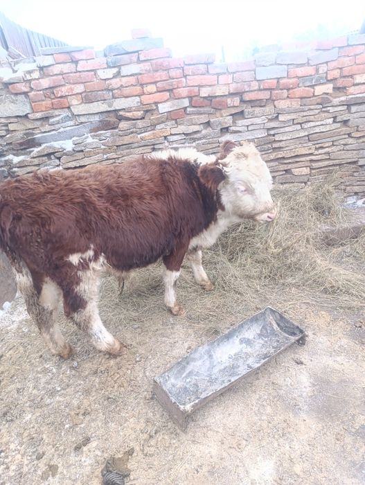 Продам телят на мясо