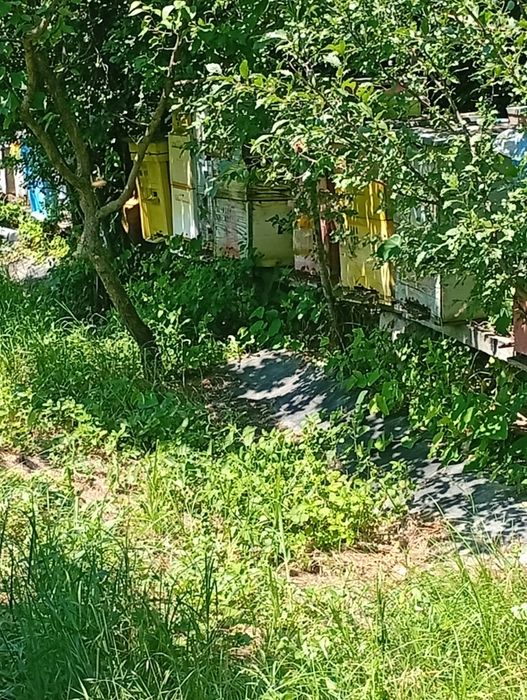 Vând regine/ mătci albine carnica/roiuri /familii de albine