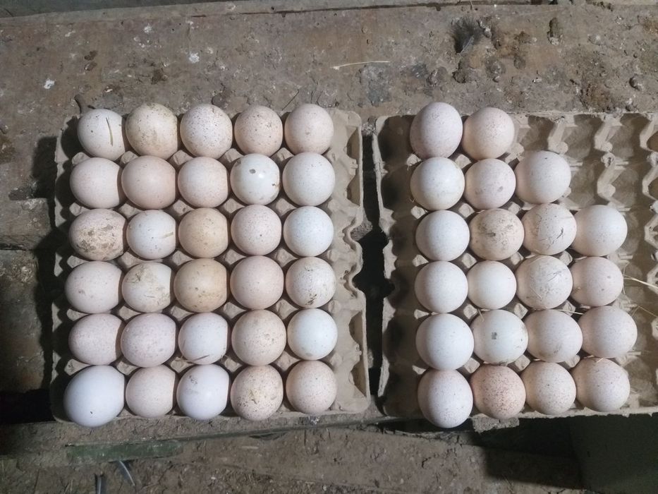 Курка,индюк тухуми сотилади 50 та