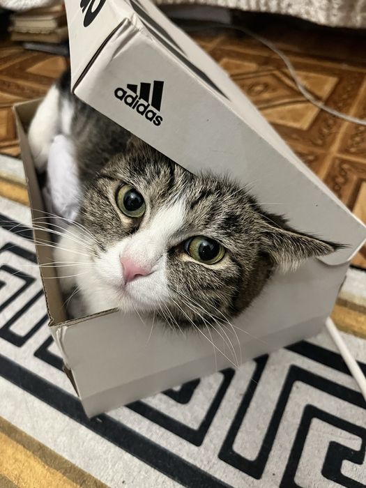 Кошка ищет любящий дом