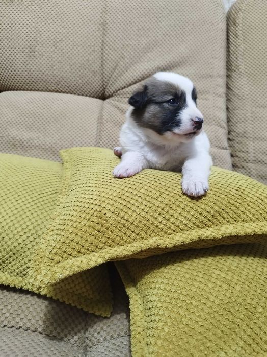 Щенок Джек Рассел терьер