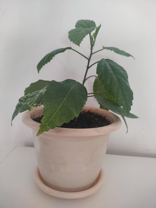 Гибискус. Китайская роза.