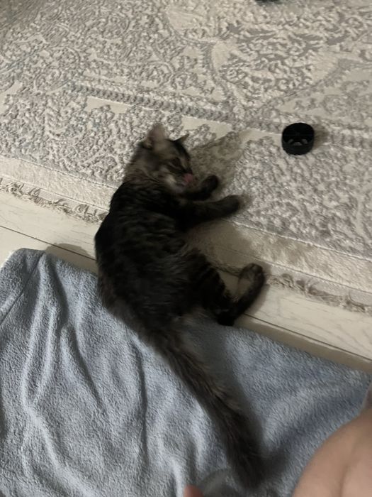 Котёнка Мальчик.