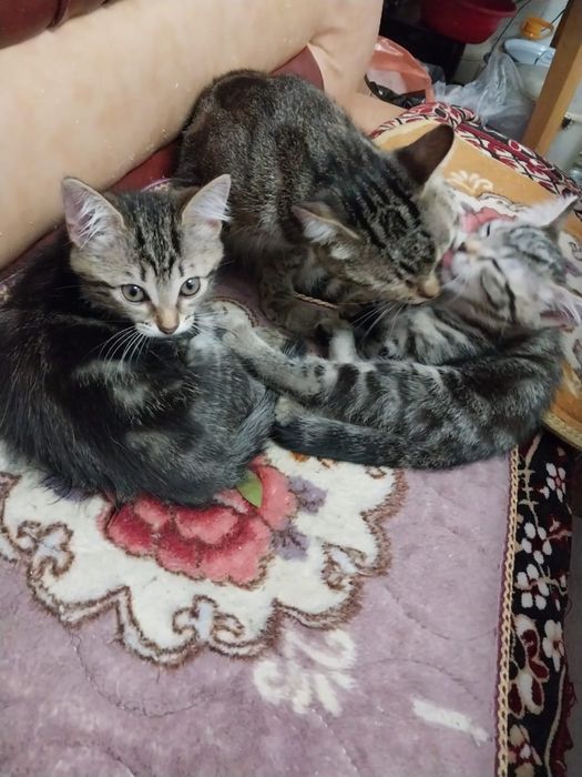 Отлам хотят в хорошие руки