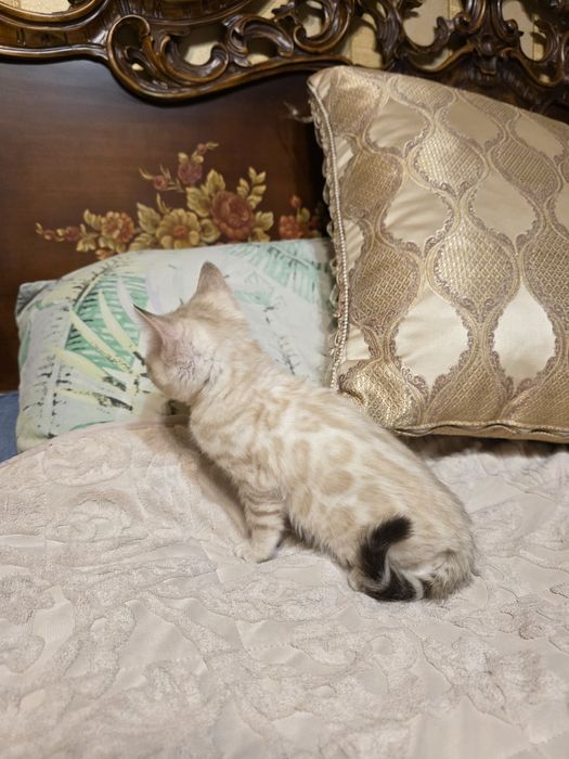 Бенгалски котета